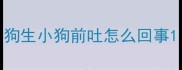狗生小狗前吐怎么回事