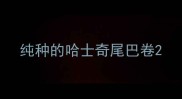 纯种的哈士奇尾巴卷