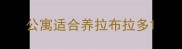 公寓适合养拉布拉多
