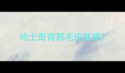 哈士奇背部毛皮肤病