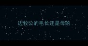 边牧公的毛长还是母的