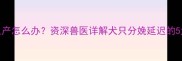 狗狗怀孕70天未生产怎么办资深兽医详解犬只分娩延迟的5大原因及应对措施