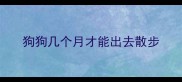 狗狗几个月才能出去散步