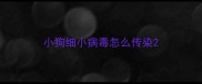小狗细小病毒怎么传染