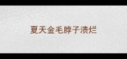 夏天金毛脖子溃烂