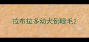 拉布拉多幼犬倒睫毛