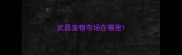 武昌宠物市场在哪里