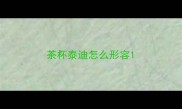 茶杯泰迪怎么形容