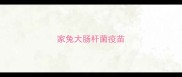 家兔大肠杆菌疫苗