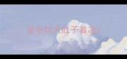 金毛幼犬肚子着凉