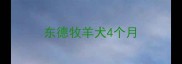 东德牧羊犬4个月