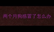 两个月狗感冒了怎么办