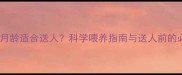 狗狗多少月龄适合送人科学喂养指南与送人前的必看事项