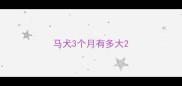 马犬3个月有多大