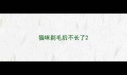 猫咪剃毛后不长了