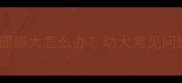 两个月大的泰迪腹部膨大怎么办幼犬常见问题及专业解决方案