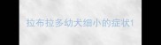 拉布拉多幼犬细小的症状