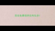 西安免费领养拉布拉多