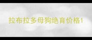 拉布拉多母狗绝育价格