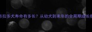 拉布拉多犬寿命有多长从幼犬到老年的全周期成长指南