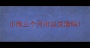 小狗三个月可以洗澡吗