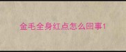 金毛全身红点怎么回事