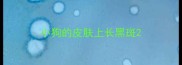 小狗的皮肤上长黑斑