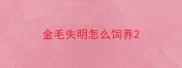 金毛失明怎么饲养