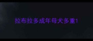 拉布拉多成年母犬多重