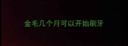 金毛几个月可以开始刷牙