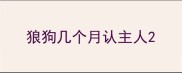 狼狗几个月认主人