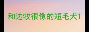 和边牧很像的短毛犬