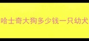 哈士奇大狗多少钱一只幼犬