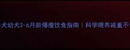 斗牛犬幼犬3-6月龄爆瘦饮食指南科学喂养减重不伤身