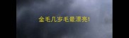 金毛几岁毛最漂亮