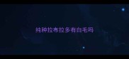 纯种拉布拉多有白毛吗