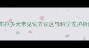 拉布拉多犬常见饲养误区与科学养护指南