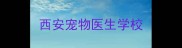 西安宠物医生学校
