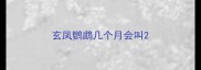 玄凤鹦鹉几个月会叫