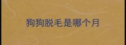狗狗脱毛是哪个月