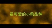 最可爱的小狗品种