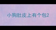 小狗肚皮上有个包