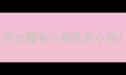 苏州哪有小狗领养小狗