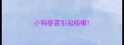 小狗感冒引起咳嗽