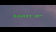 泰迪狗尿血怎么治疗