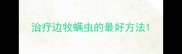 治疗边牧螨虫的最好方法