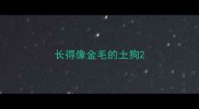 长得像金毛的土狗