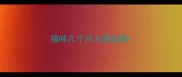 猫咪几个月大是成猫