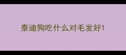 泰迪狗吃什么对毛发好
