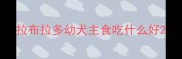 拉布拉多幼犬主食吃什么好